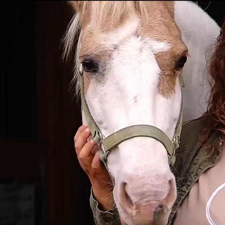 Meet the neigh-bors: New horse therapy facility Freedom Reins opens in Decatur